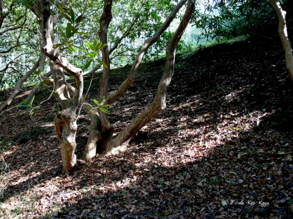 Bois des Moutiers (141) mars 2012
